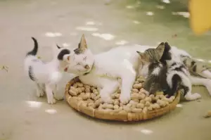 Kočkovité Šelmy