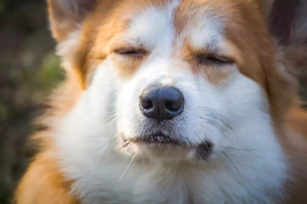 Welsh Corgi Pembroke